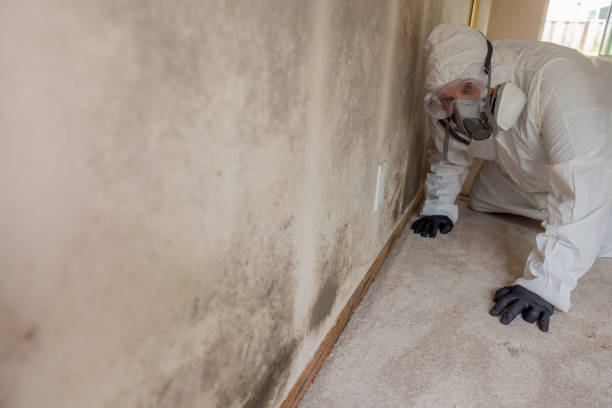  , USA Mold Removal & Remediation Pros